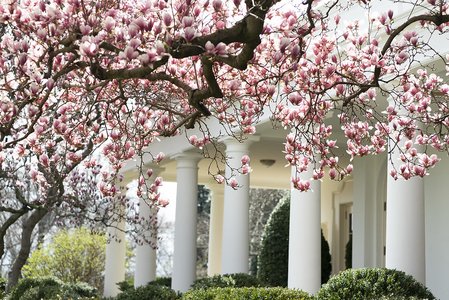White_House_Rose_Garden_0320.jpg