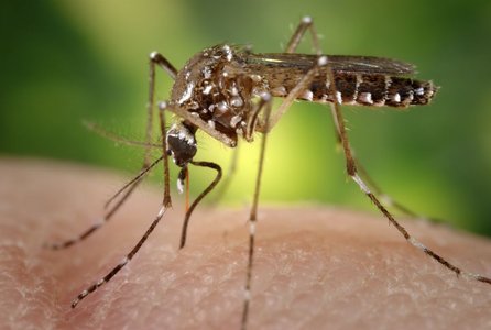 20160803_mosquito.jpg