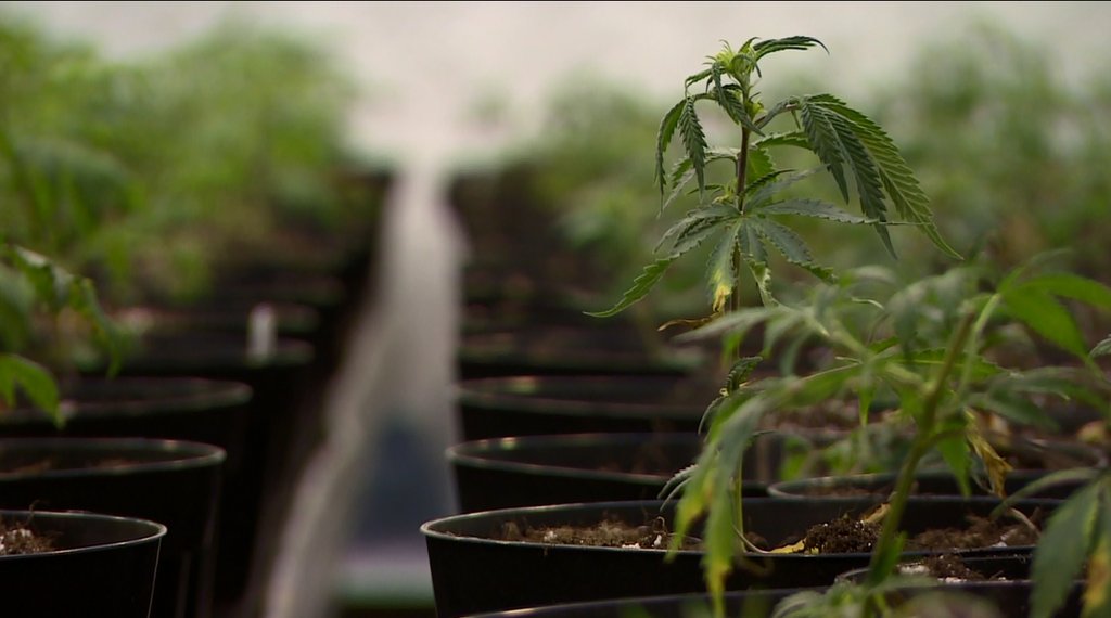 D.C. makes pot legal, with restrictions Washington Week